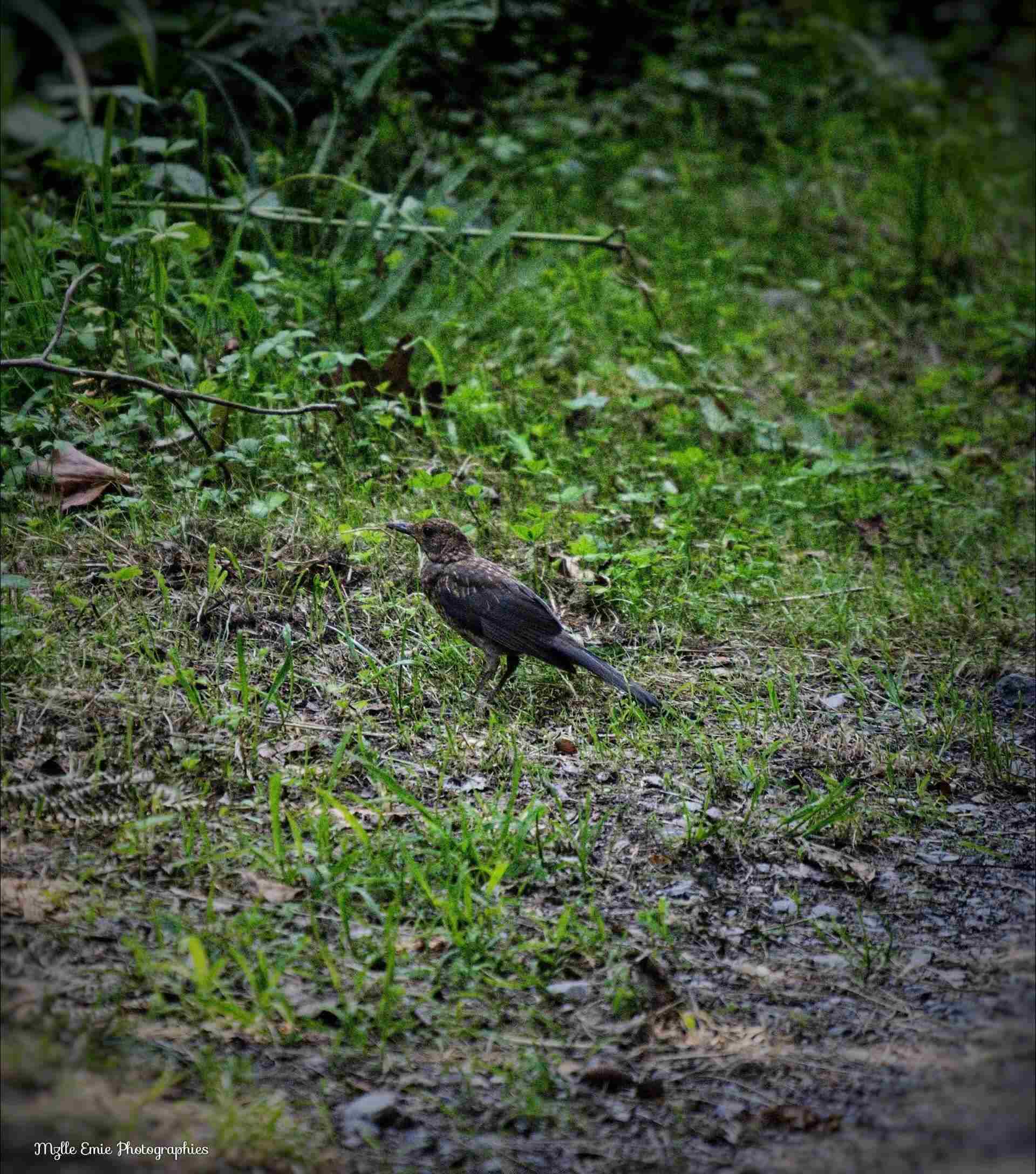 photo d'un corbeau dans un slider ligthbox