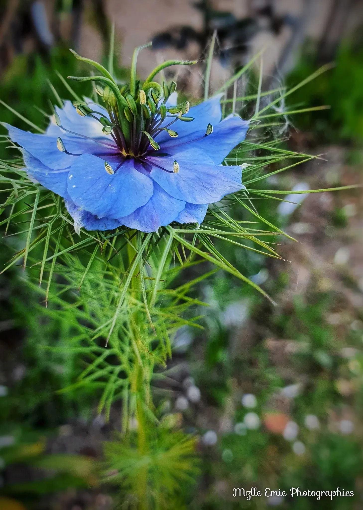 Photos de fleurs en ligthbox