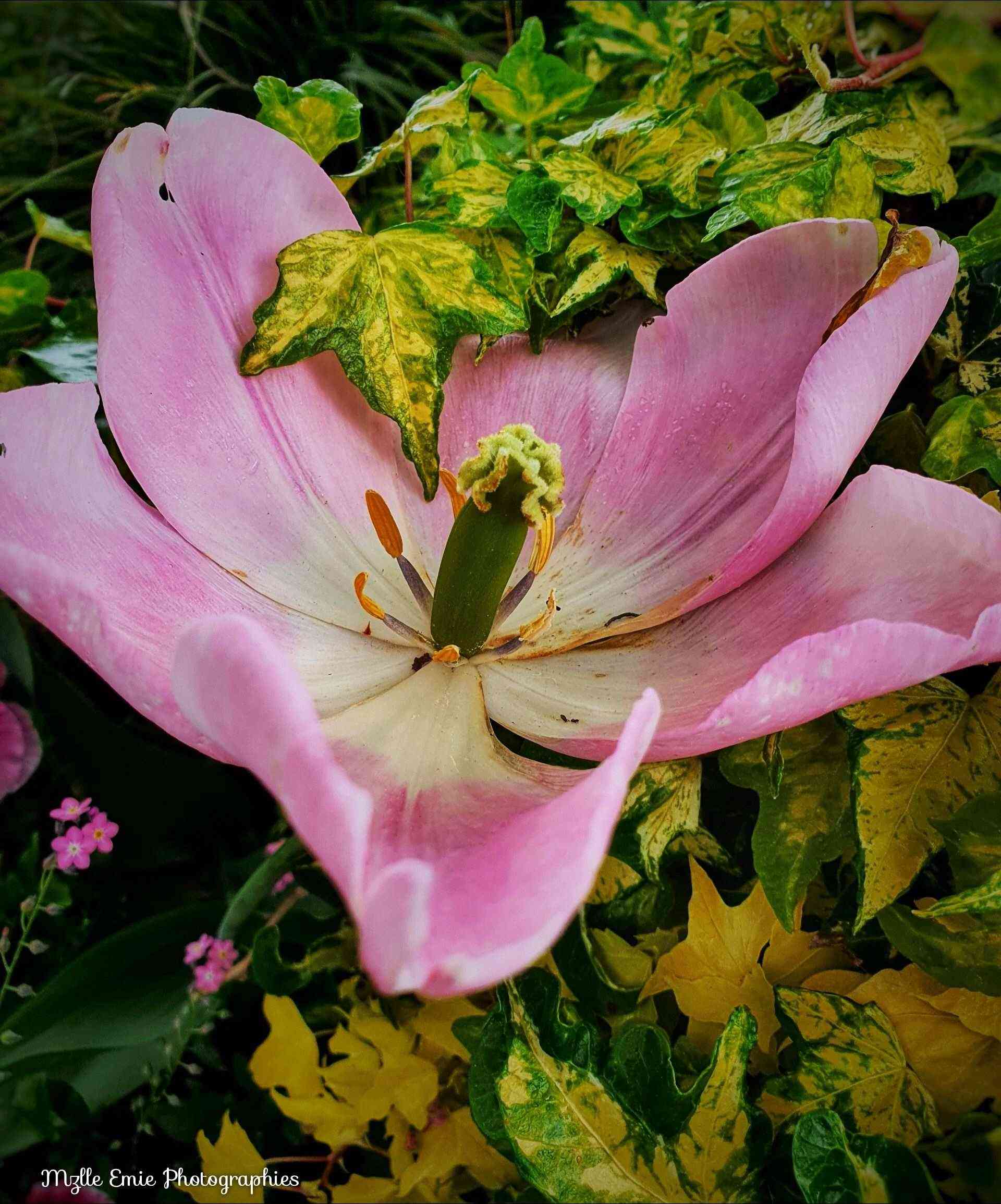 Photos de fleurs en ligthbox 