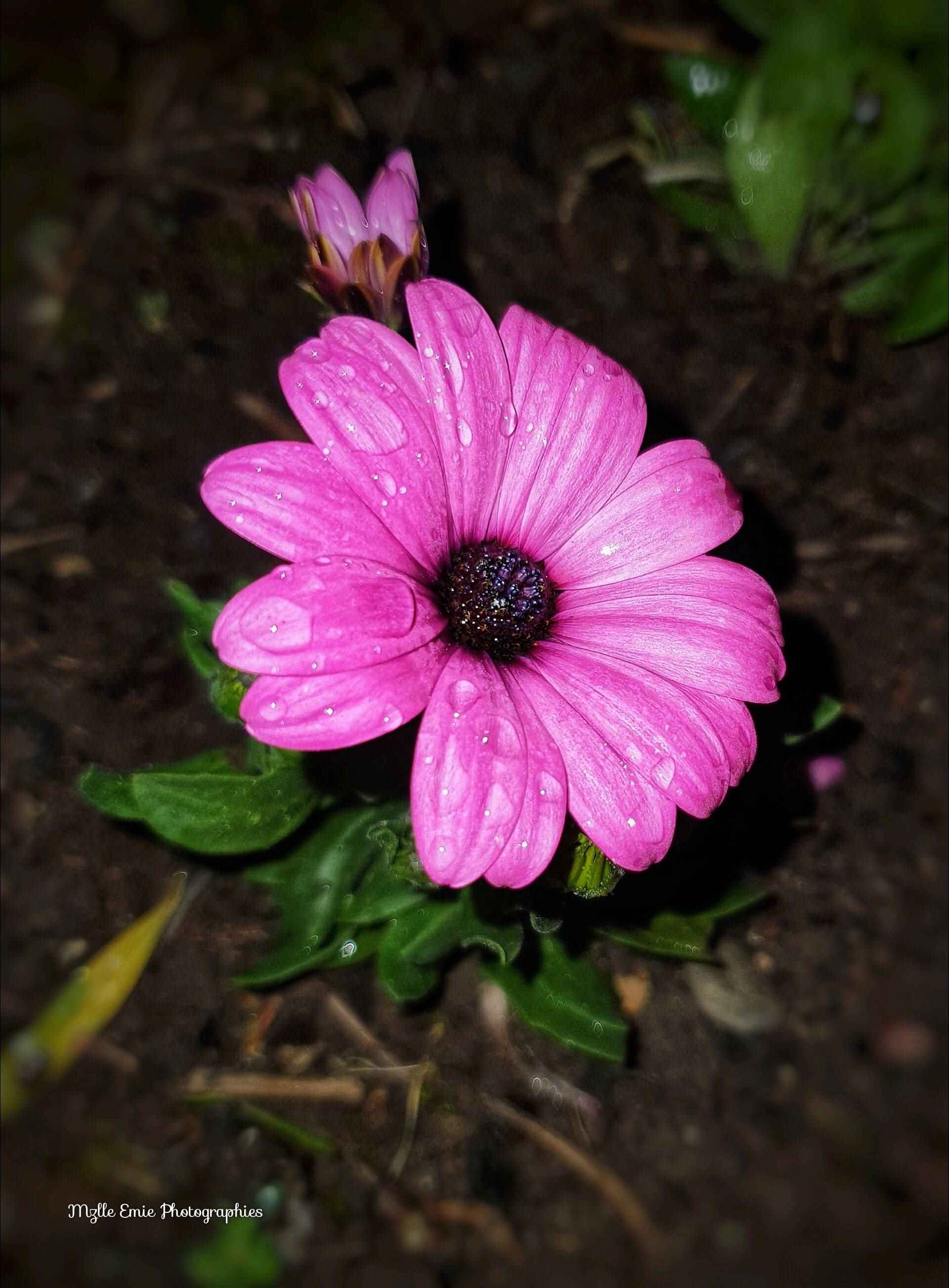 Photos de fleurs en ligthbox