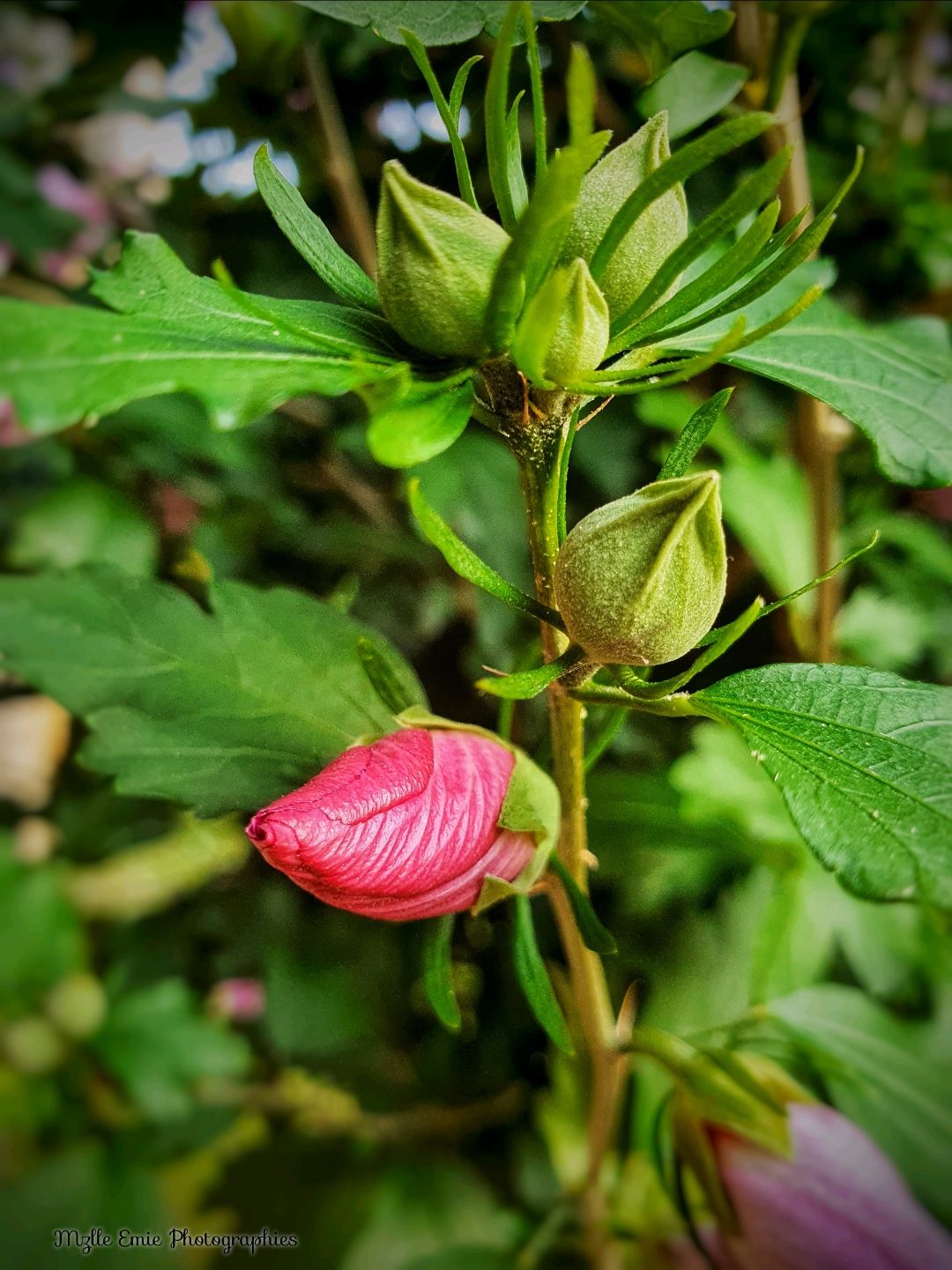 Photos de fleurs en ligthbox