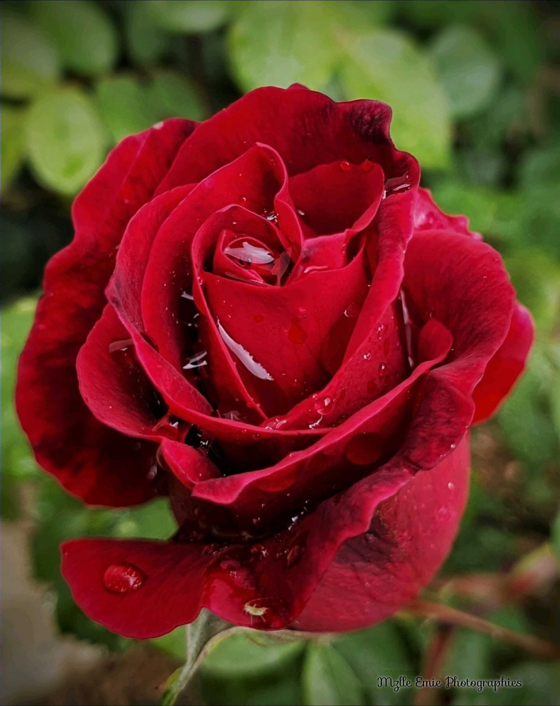 Photos de fleurs en ligthbox