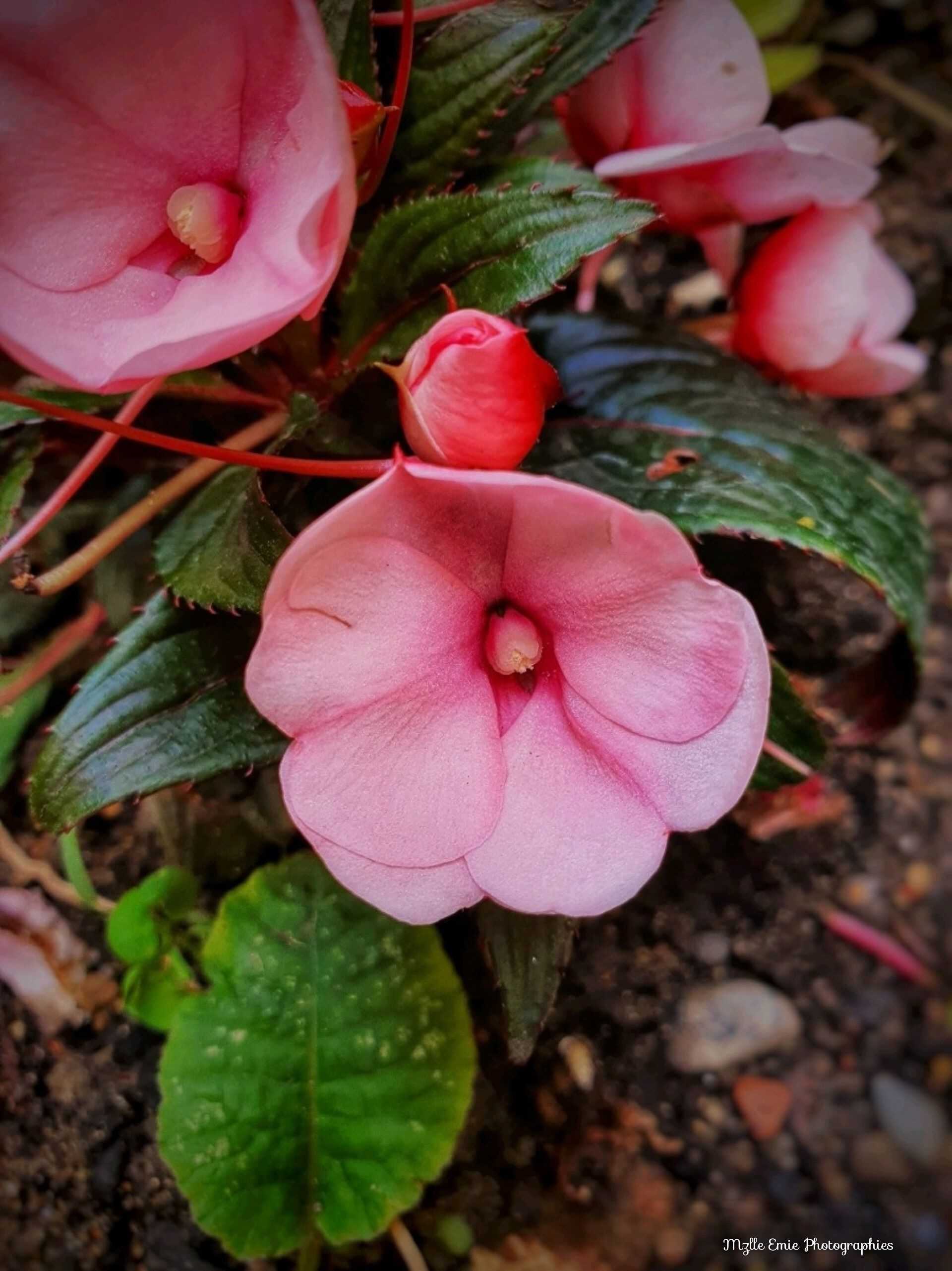 Photos de fleurs en ligthbox