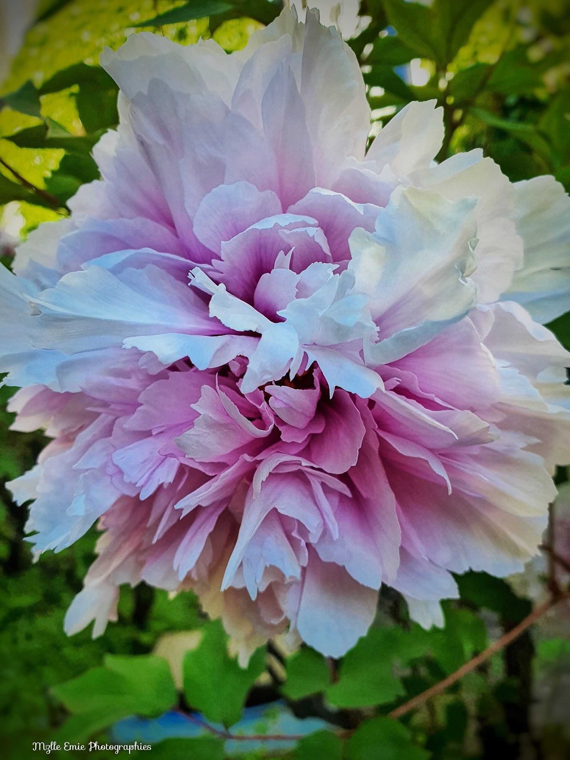 Photos de fleurs en ligthbox
