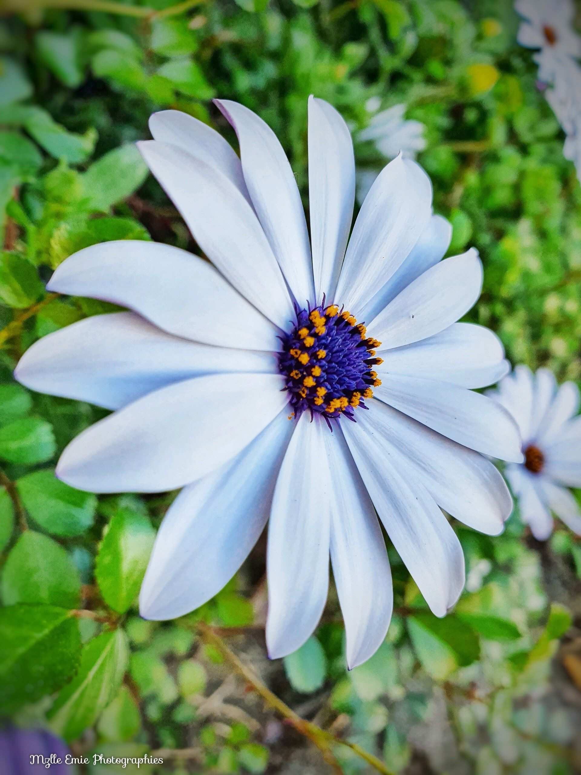 photo d'une fleur blanche et violette dans un slider ligthbox