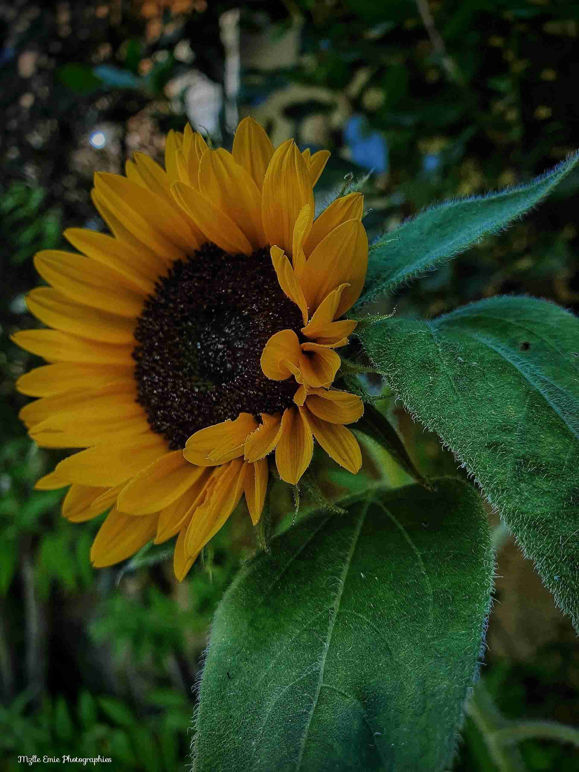 photo d'un tournesol dans un slider ligthbox