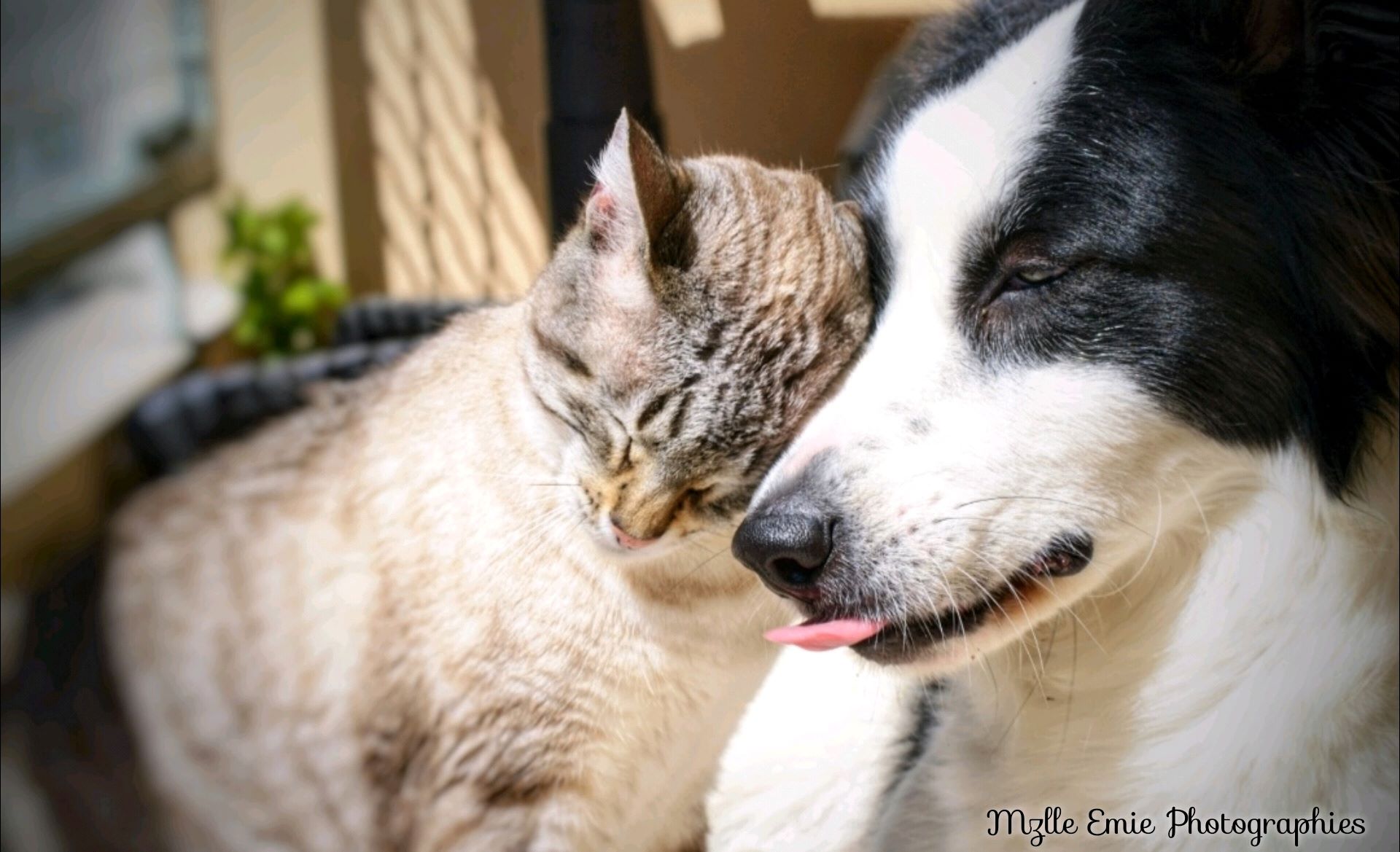photo de mes animaux qui se font un calin dans un slider ligthbox