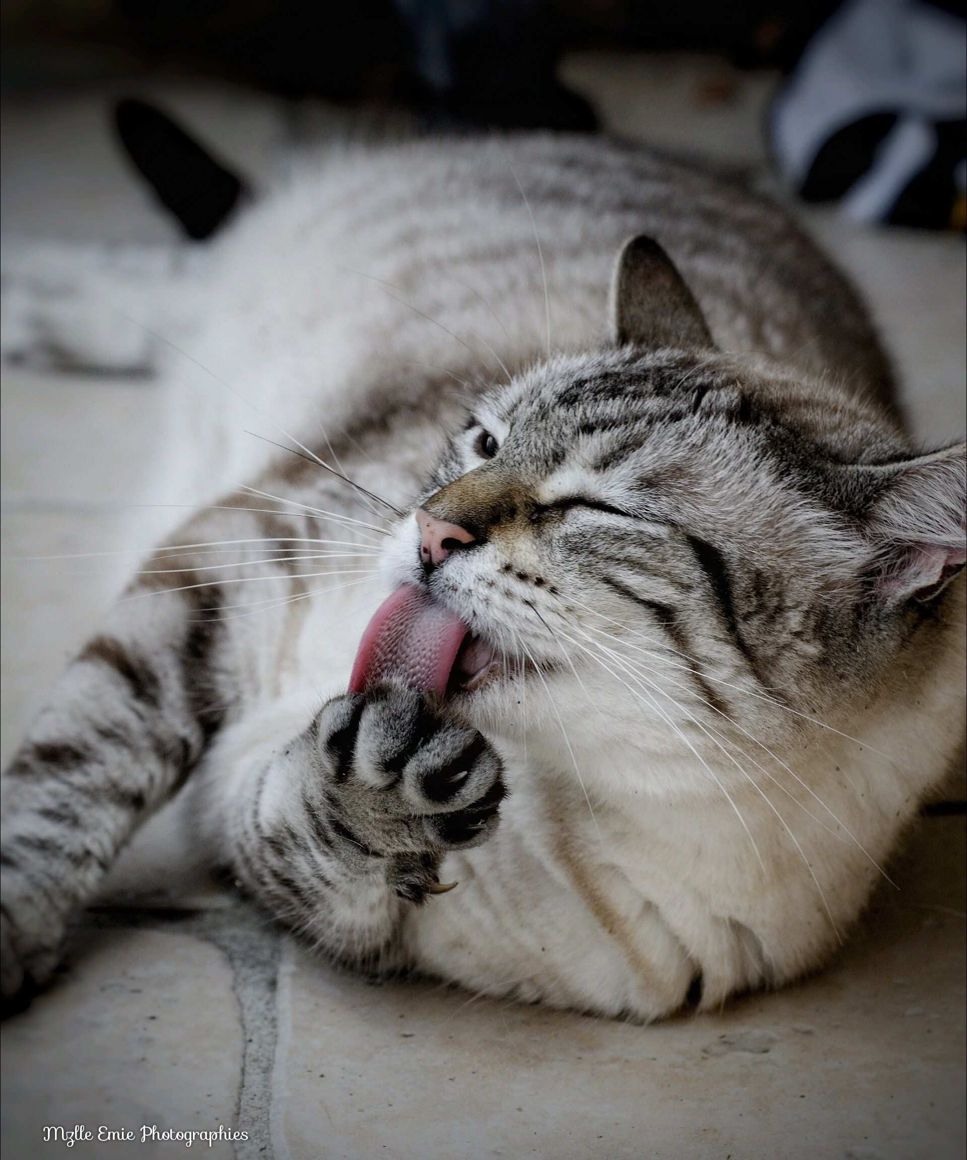 photo de mon chat qui se leche dans un slider ligthbox