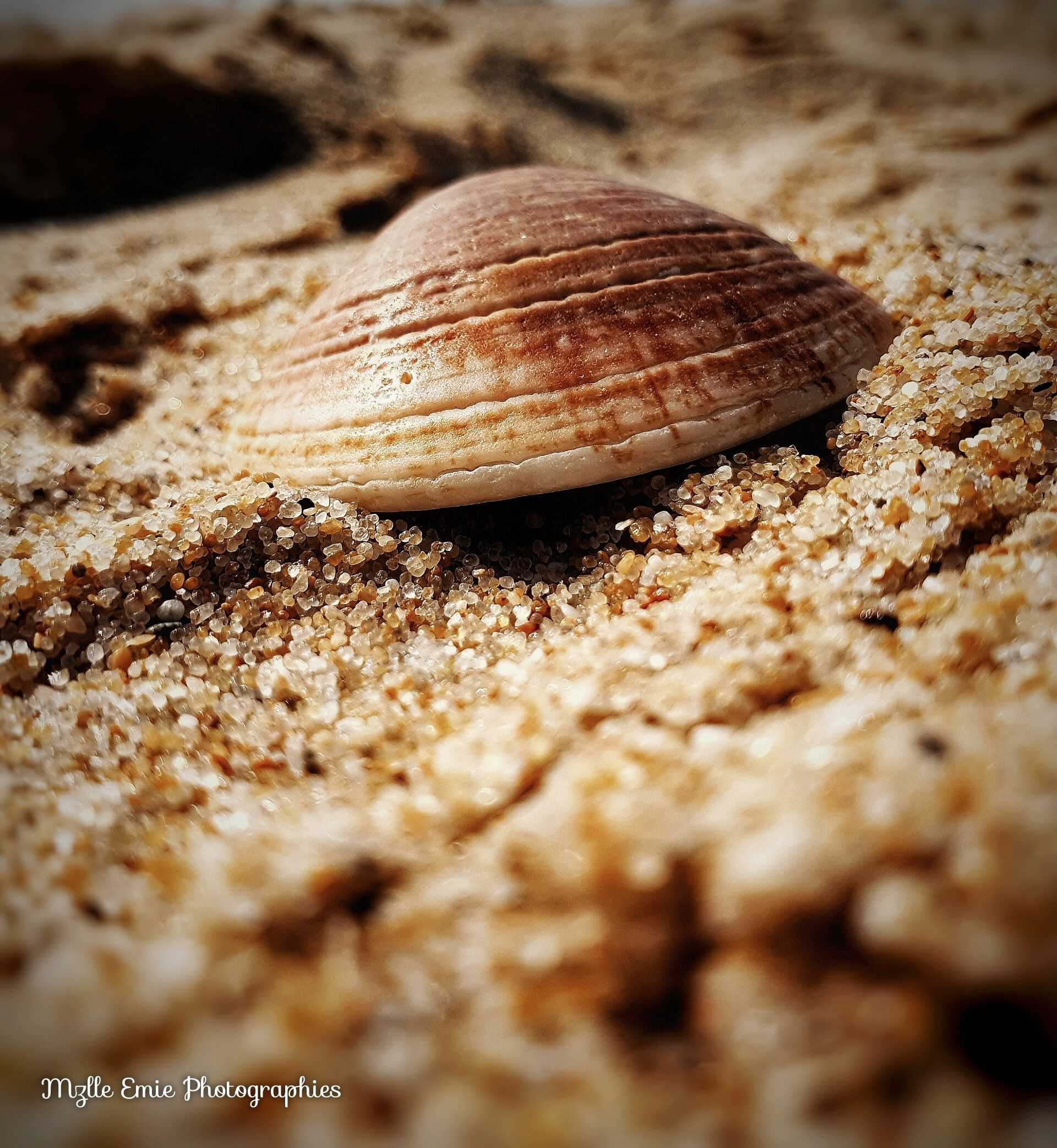 photo d'un coquillage dans un slider ligthbox