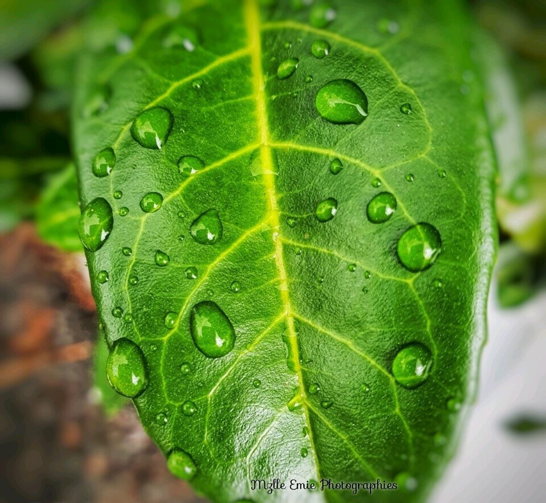 Photo d'une feuille dans un slider ligthbox