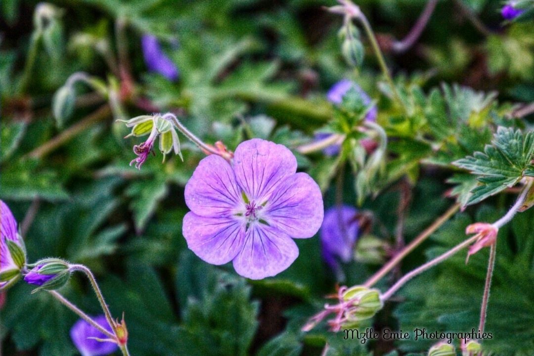 Photo d'une belle fleur dans un slider ligthbox