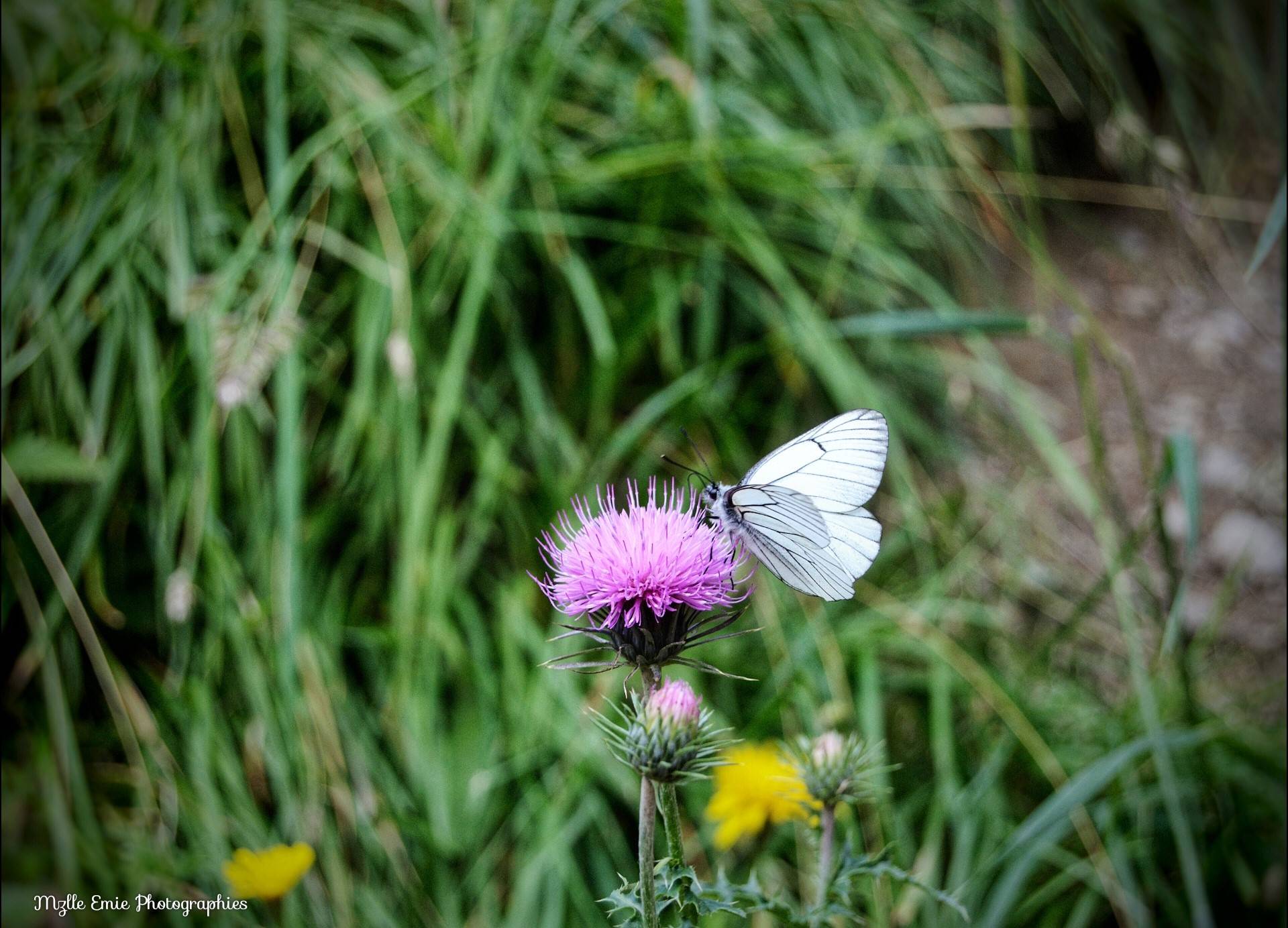 Autre photo d'une belle fleur dans un slider ligthbox