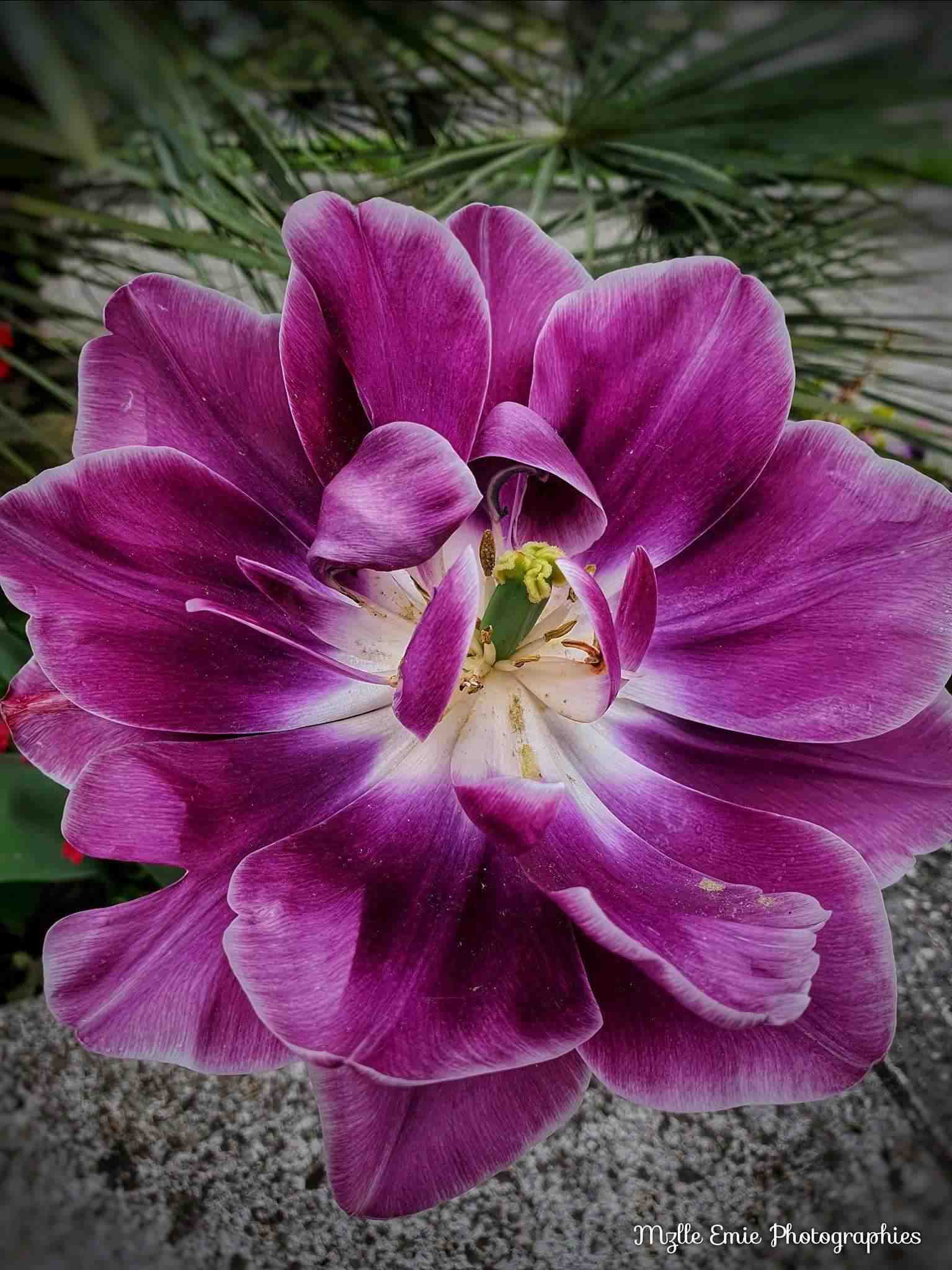 Autre photo d'une belle fleur dans un slider ligthbox