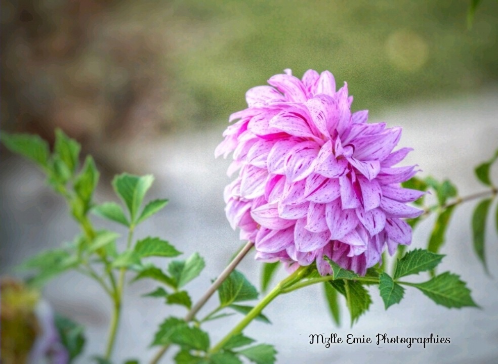 Photo d'une fleur pour personnaliser ma page d'accueil
