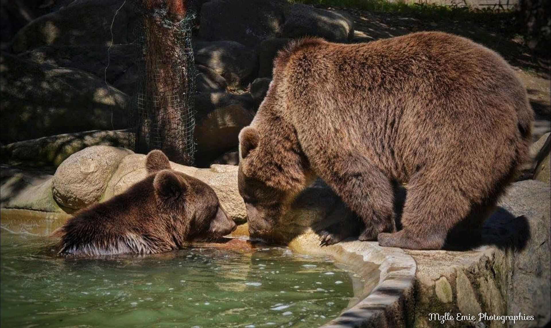 photo d'un ours prise au zoo dans une ligthbox
