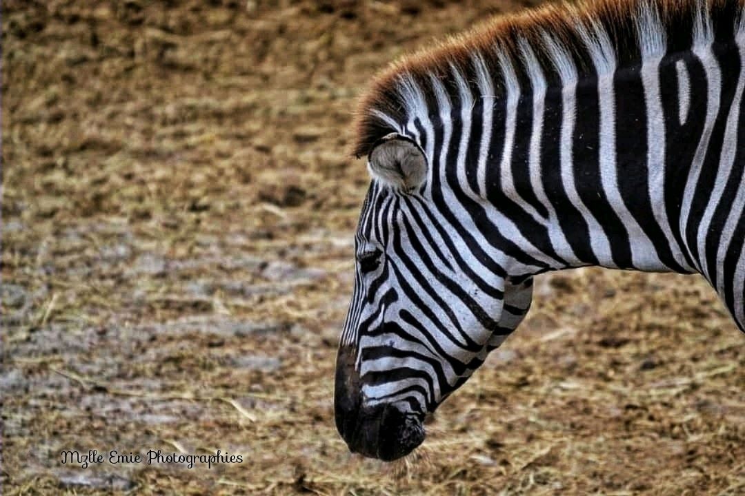 photo d'une zebre prise au zoo dans une ligthbox