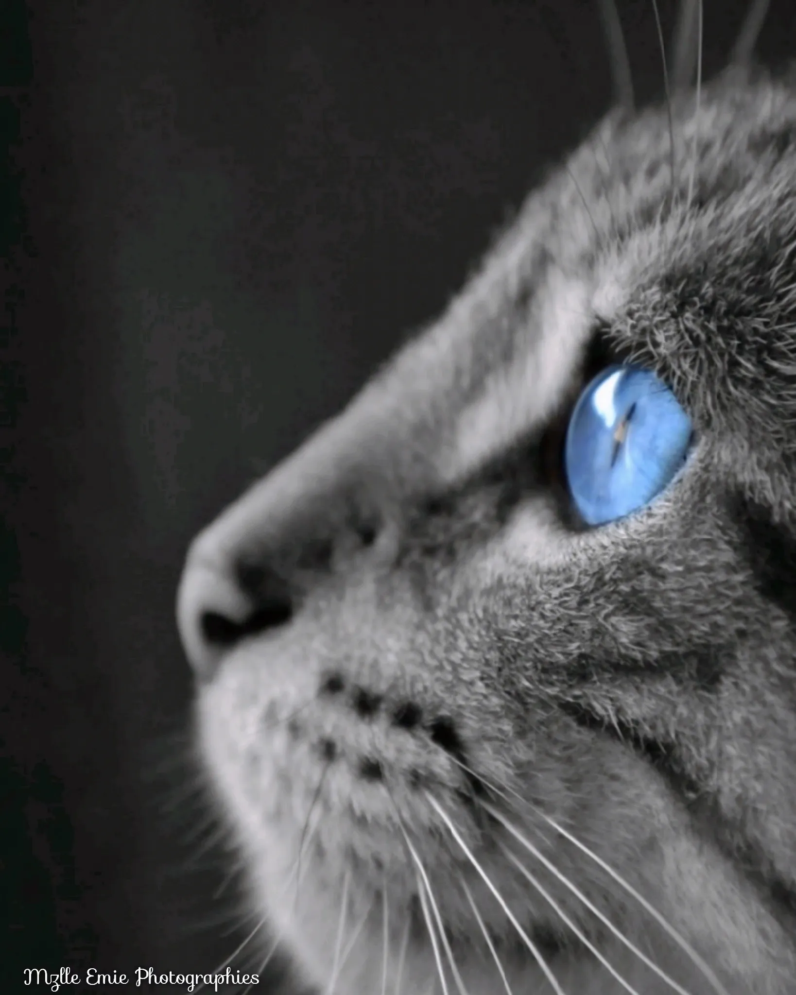 photo de mon chat Bandit