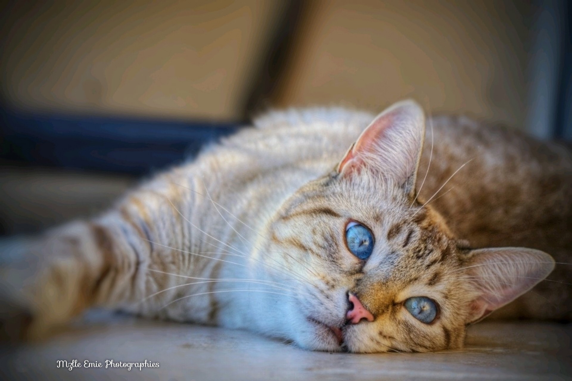 Bandit mon chat couché