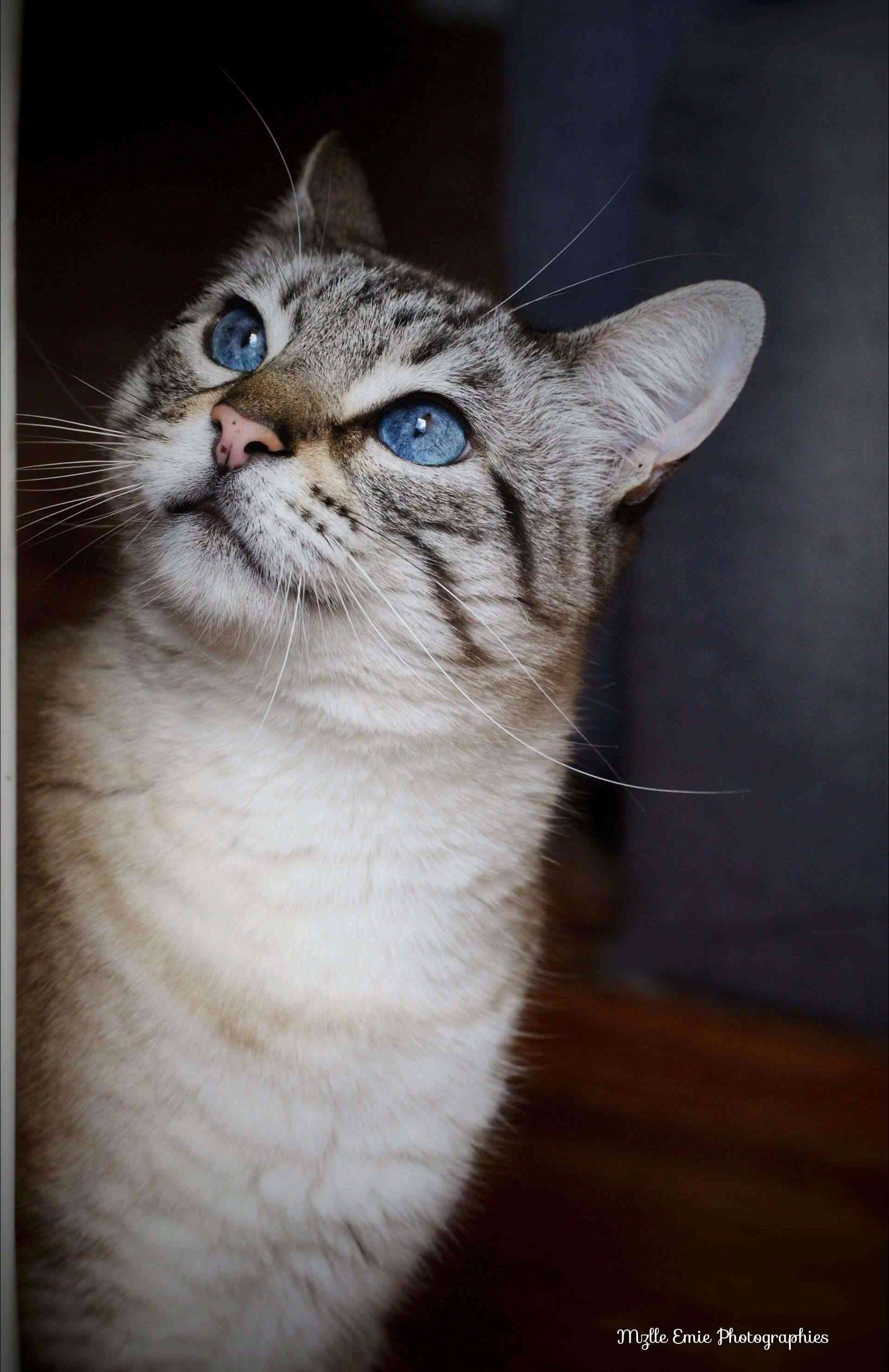 Bandit mon chat qui regarde vers l'avenir ou un insecte