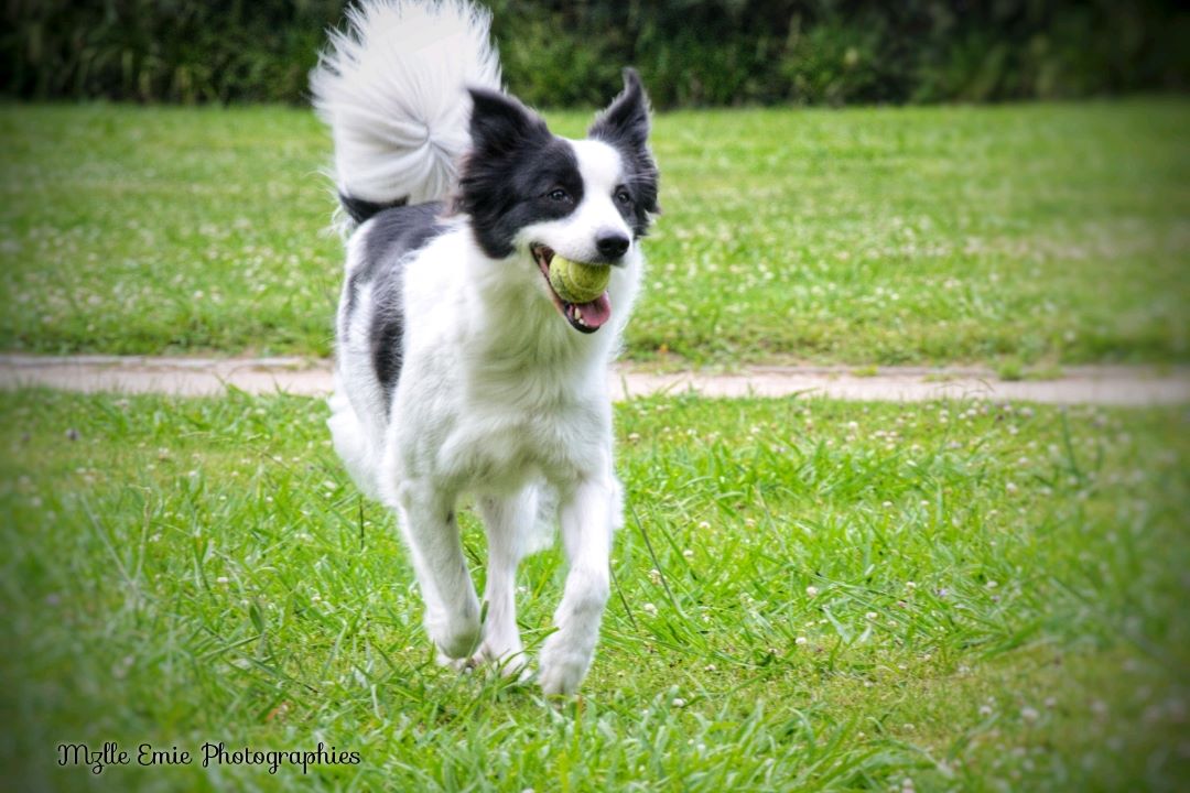 Naika mon chien avec sa babale