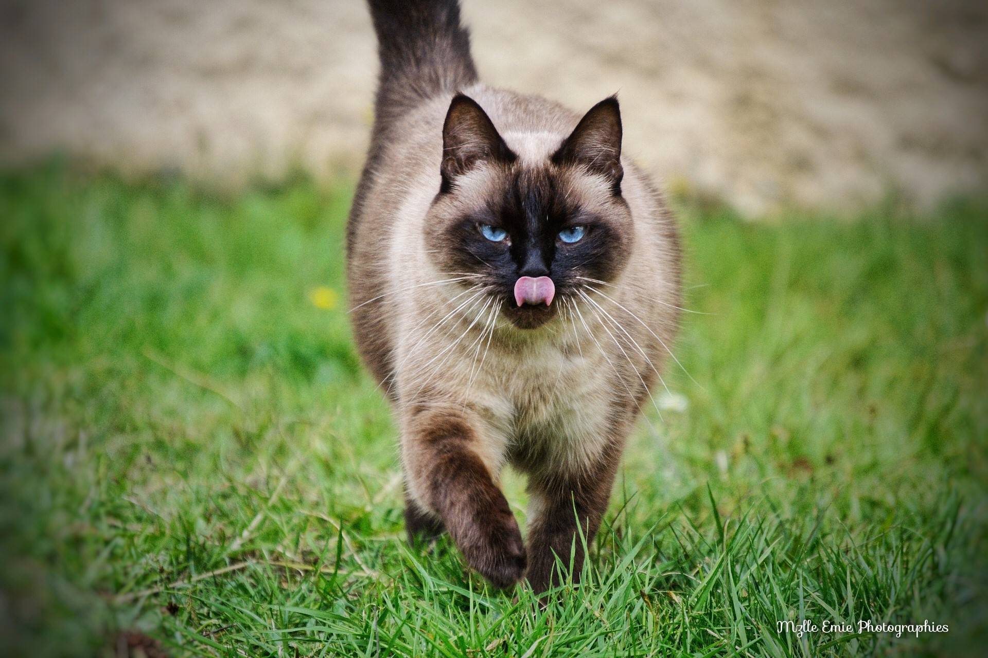 Mon chat Joy
