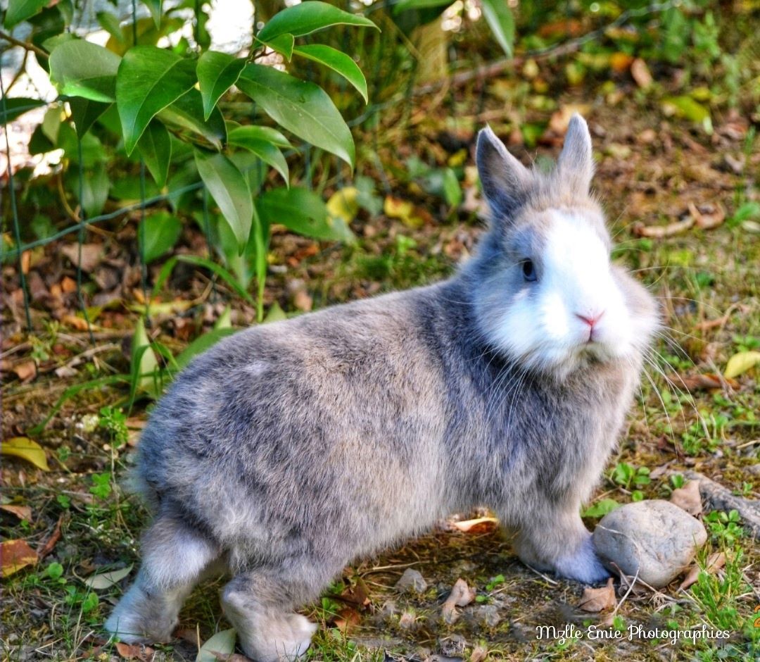 photo de mon lapin coton dans un slider ligthbox