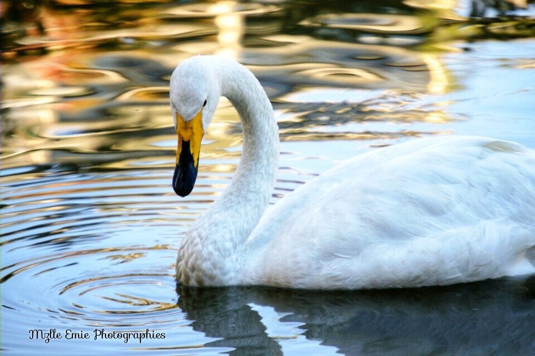 photo d'un cygne dans un slider ligthbox