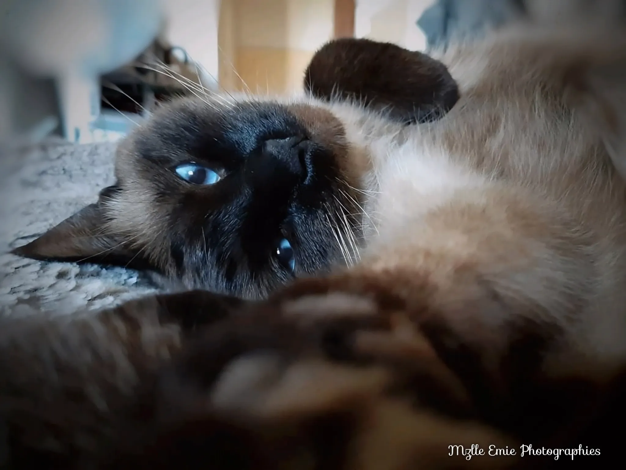 Photo de mon chat Joy dans un slider ligthbox