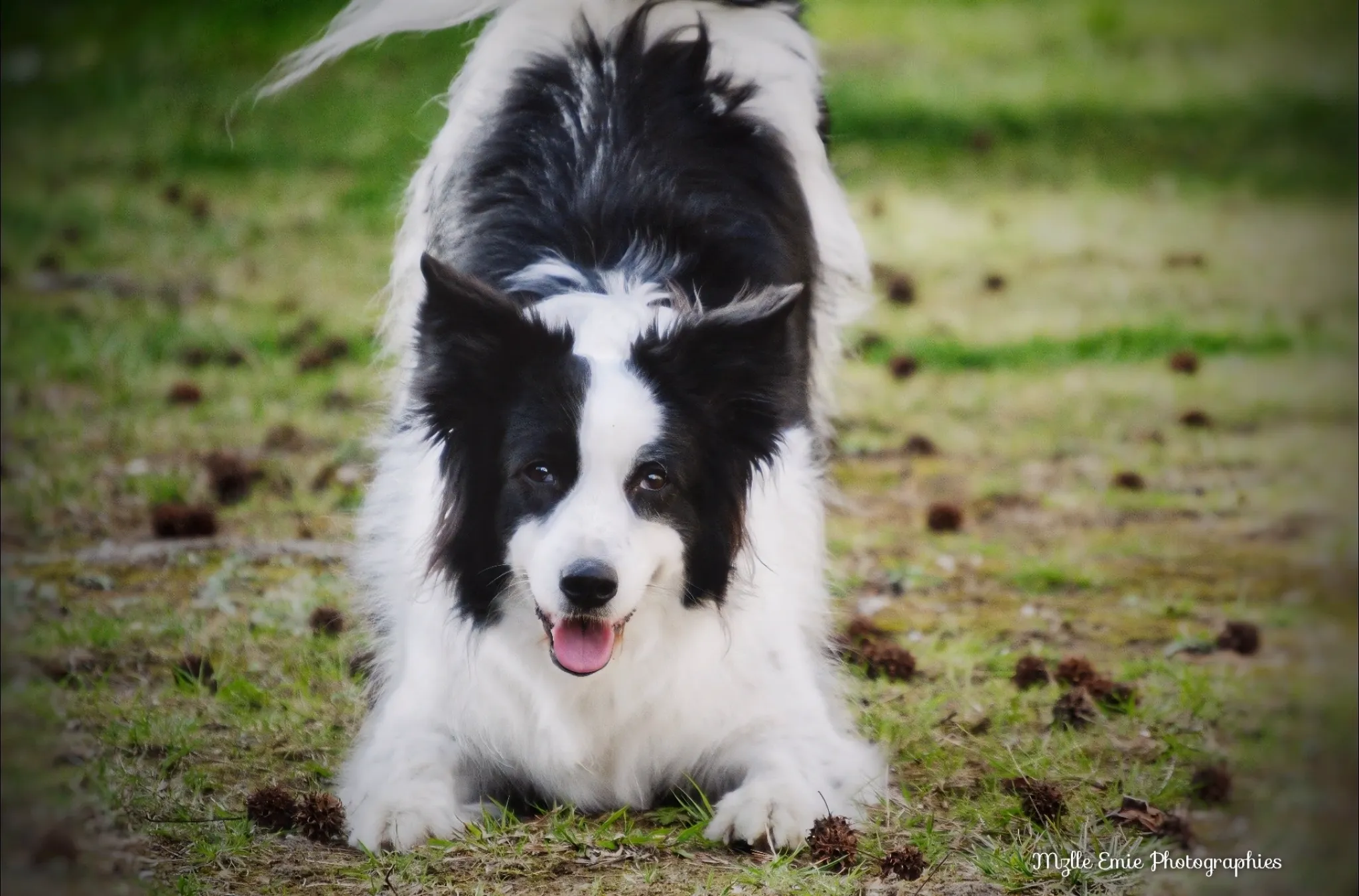 Photo de mon chien Naika dans un slider ligthbox