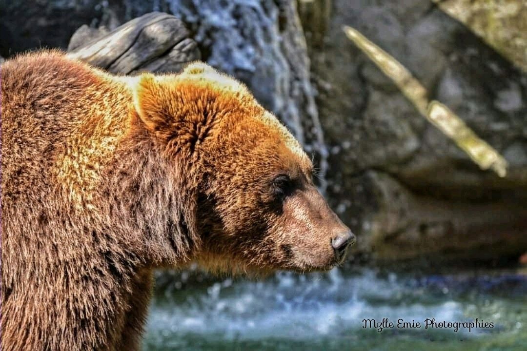 Photo d'ours prise au zoo dans un slider ligthbox